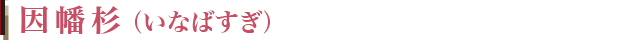 無垢フローリング 因幡杉(イナバスギ)