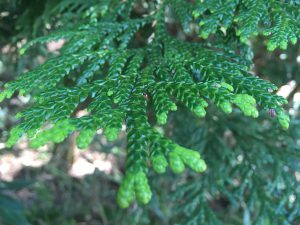 能登ヒバの葉（表）