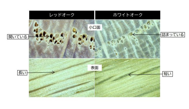 レッドオークとホワイトオーク顕微鏡画像