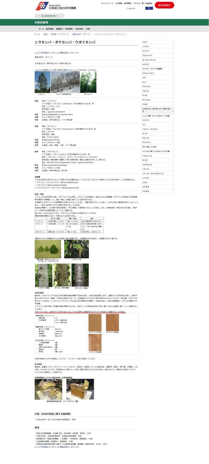 Betula maximowicziana Regel