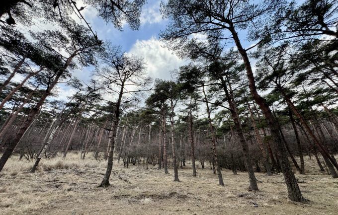 霧島山の霧島赤松