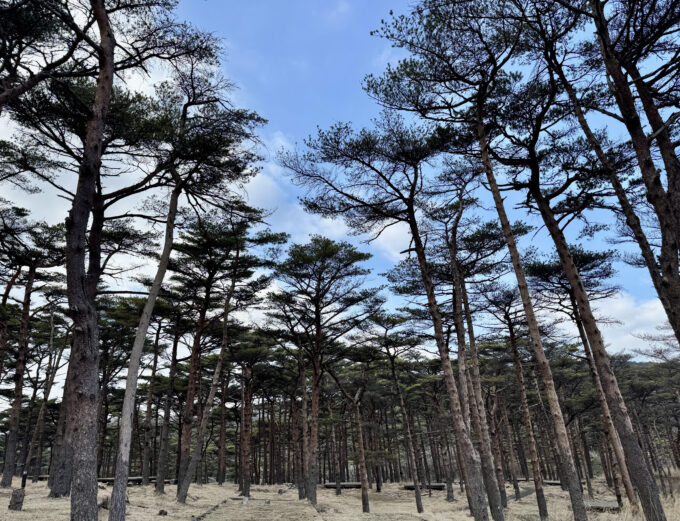 霧島赤松群生地