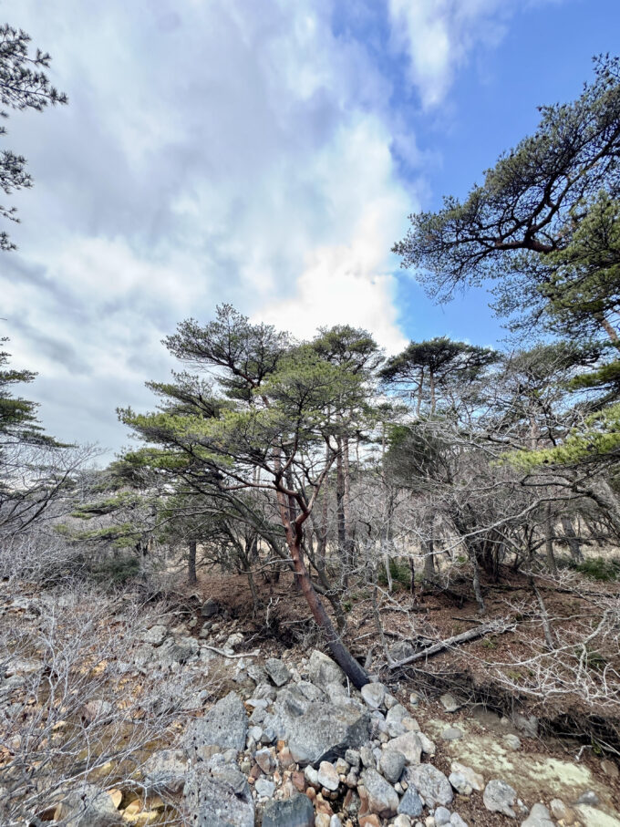 川沿いの霧島赤松