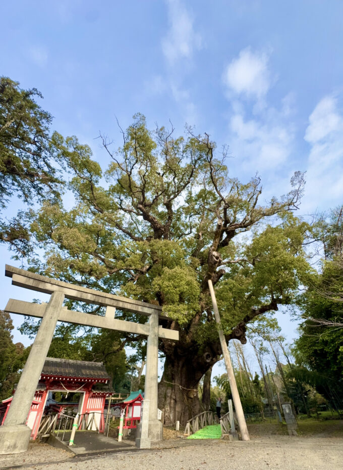 鹿児島県志布志市の志布志の大クス