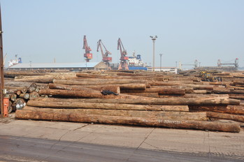 中国 上海 張家港の原木