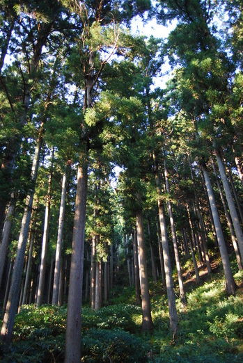 桧の森