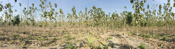 インドネシアチーク植林１