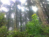 桧の森林