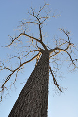 ブラックウォールナットの木