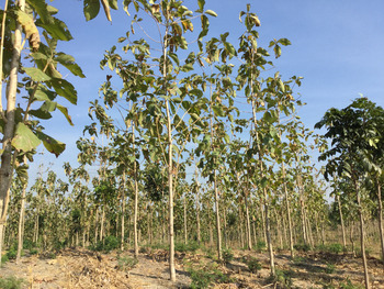 インドネシアチーク植林３