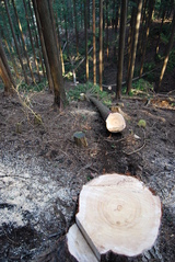 桧の間伐作業