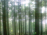 桧の森林
