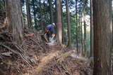 桧の間伐作業