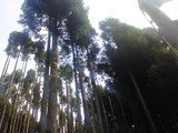 北山杉の林