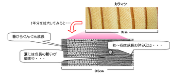 木の年輪