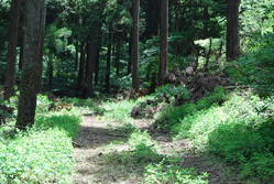 百々桧の山林