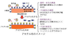 アセチル化