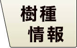 チークフローリング 樹種情報