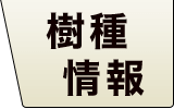 板屋楓・イタヤカエデ（国産メープル） 樹種情報