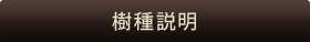 国産檜フローリングの樹種説明